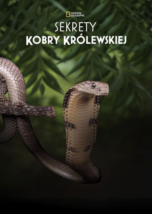 Sekrety kobry królewskiej