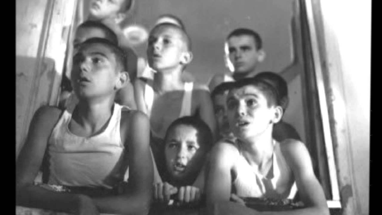 Czerwone maki na murze