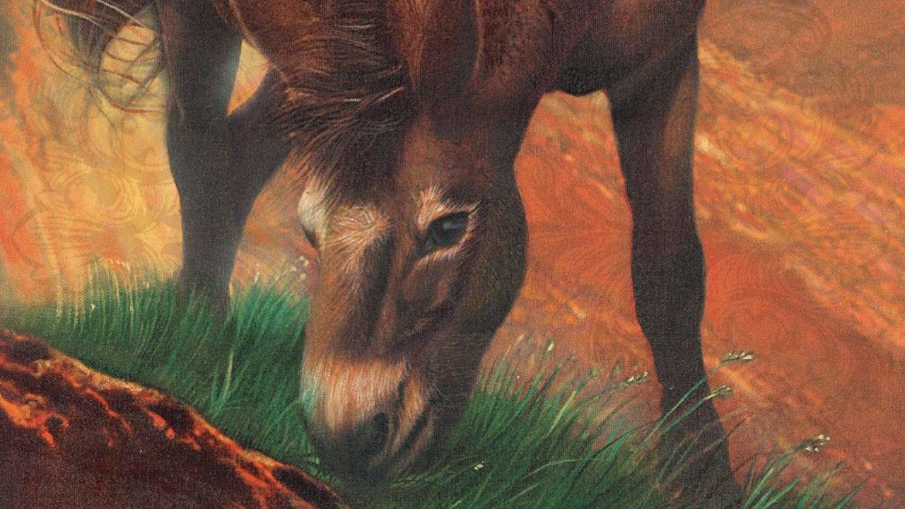 Brighty - osiołek z Wielkiego Kanionu
