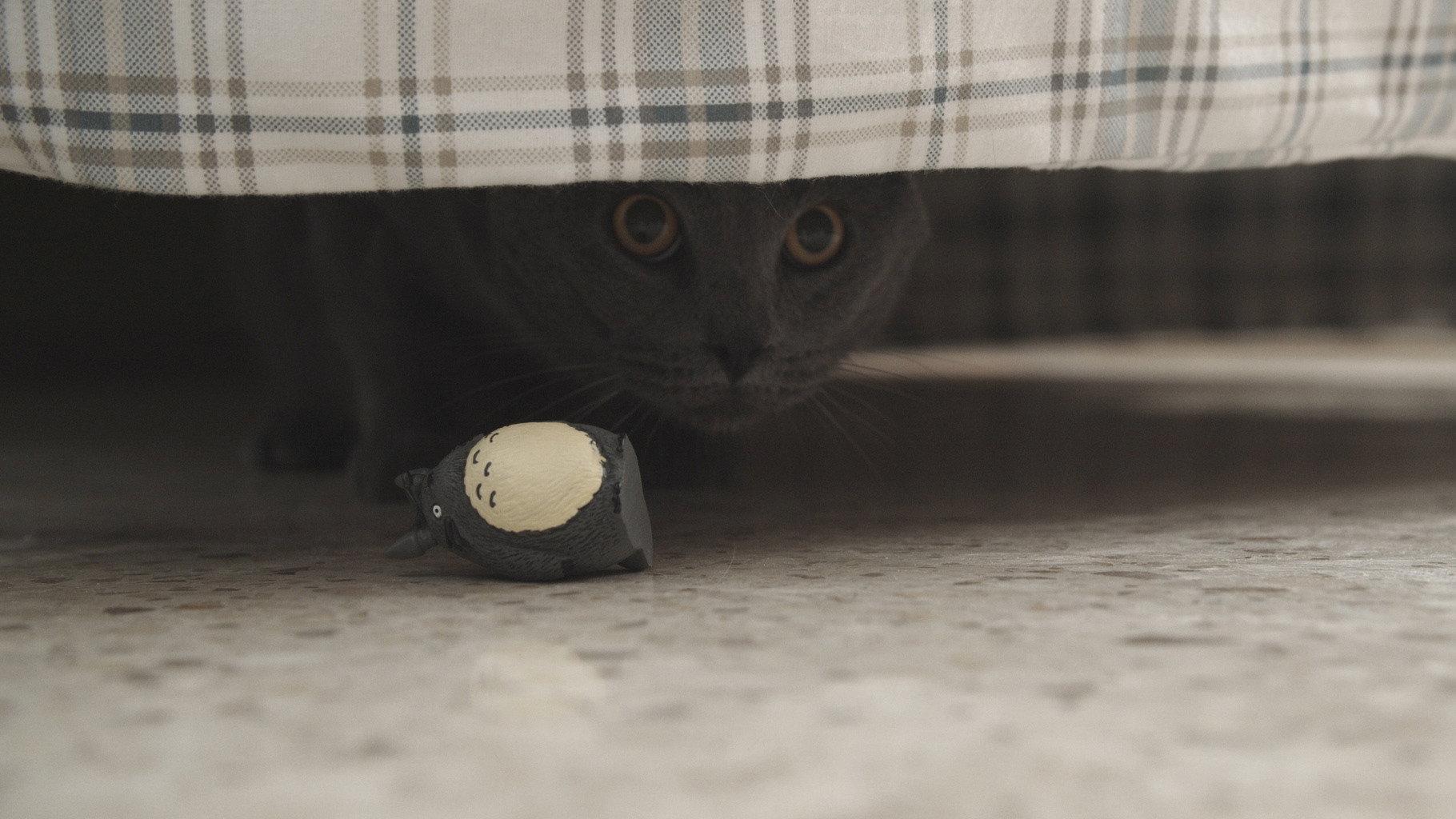Nibbler