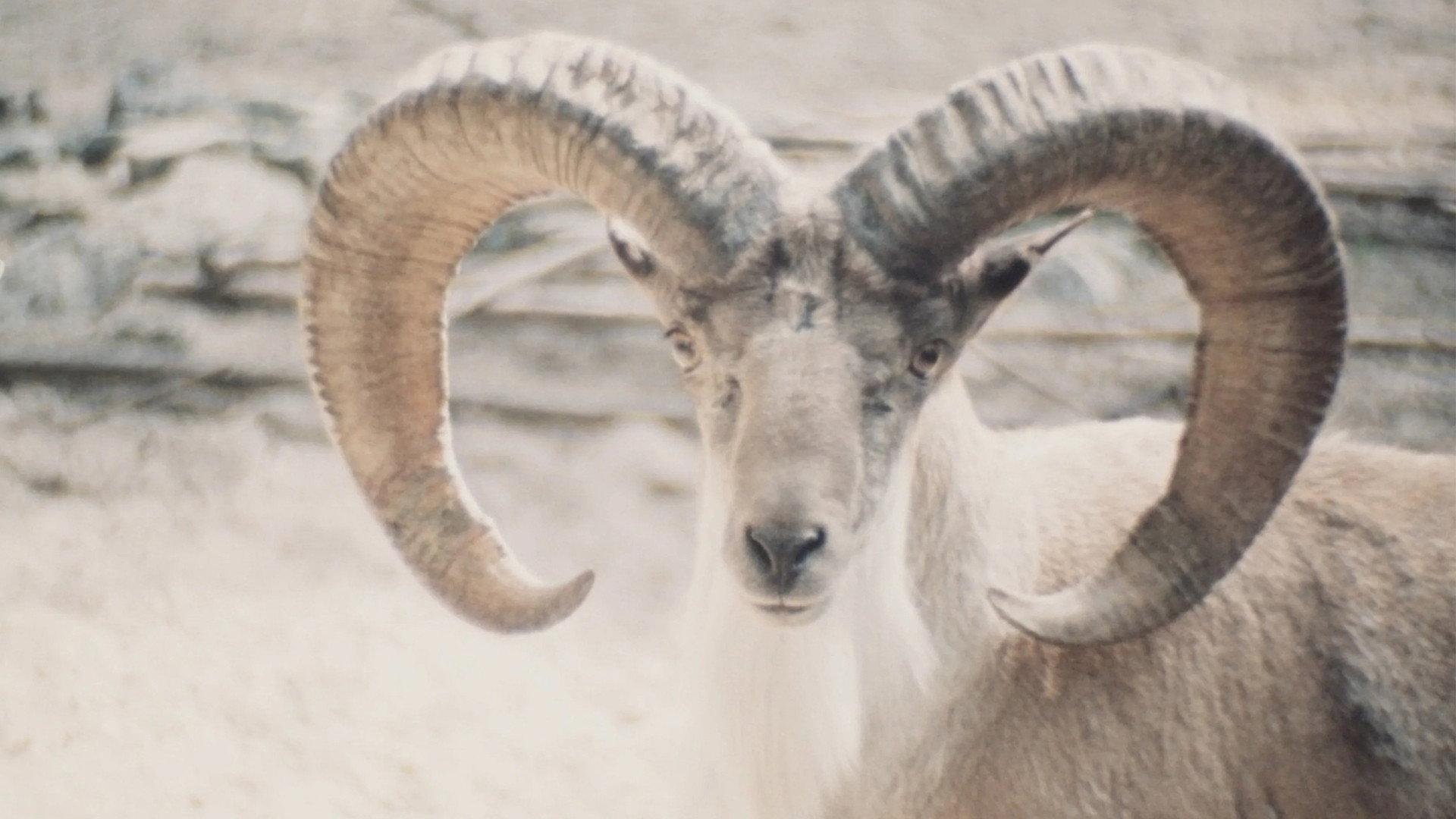 Paradies der Tiere