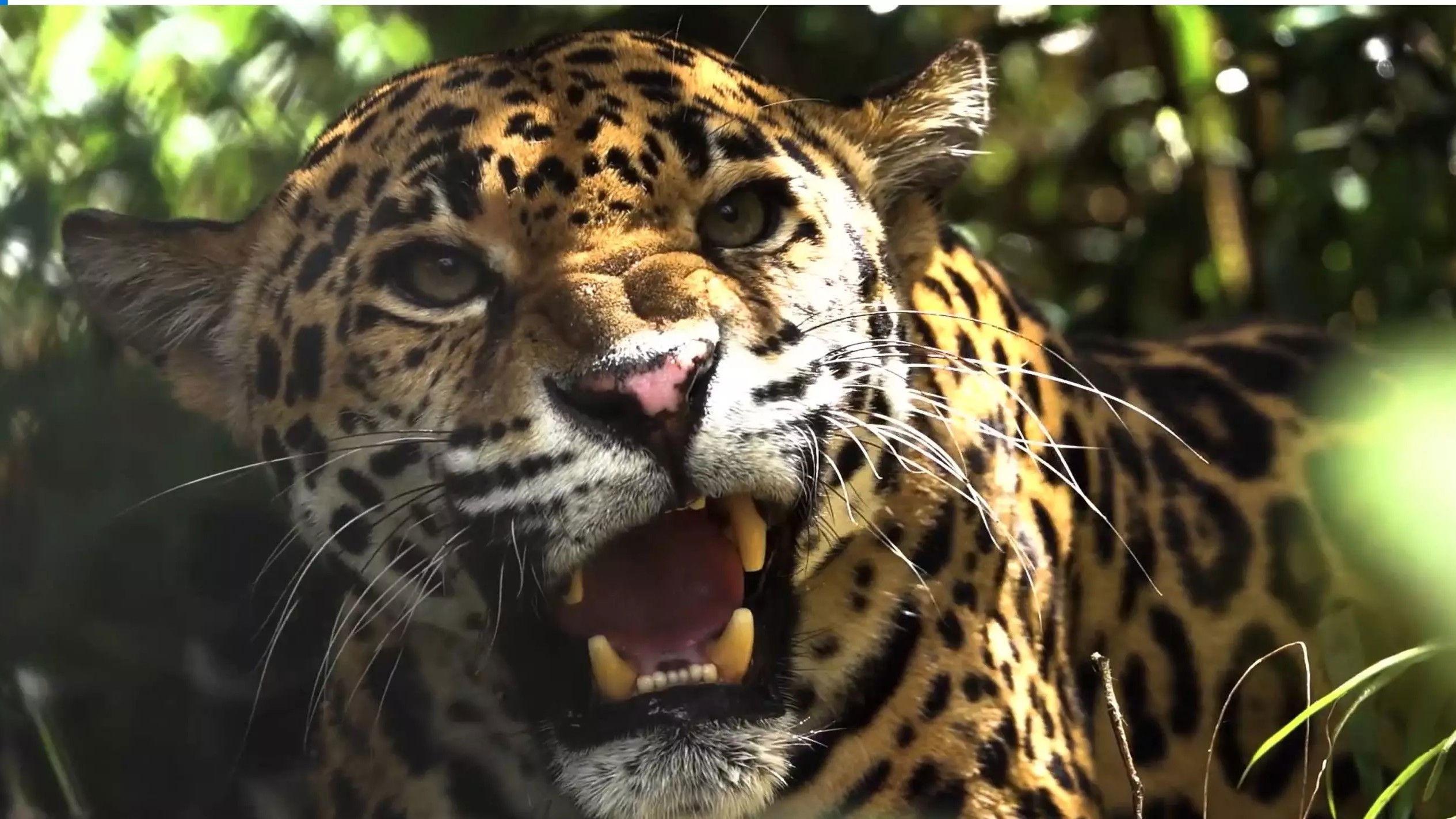 Expedition Artenschutz - Auf der Spur des Jaguars