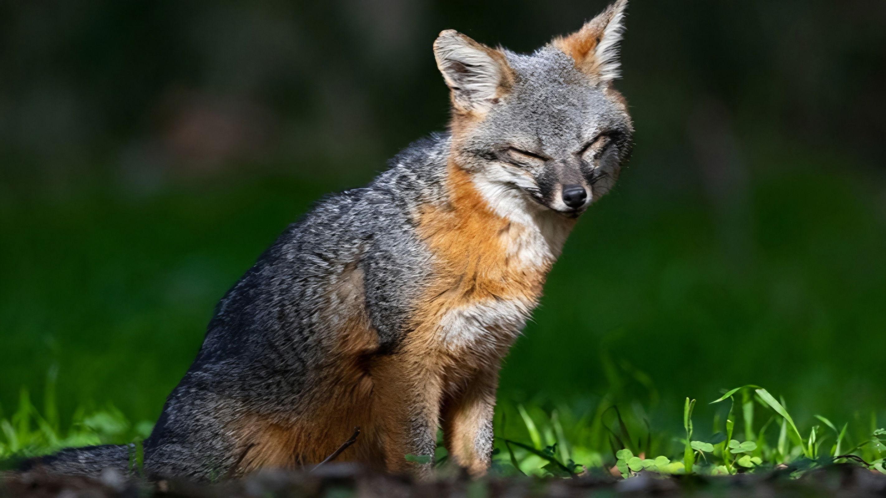 Le renard qui a sauvé son île
