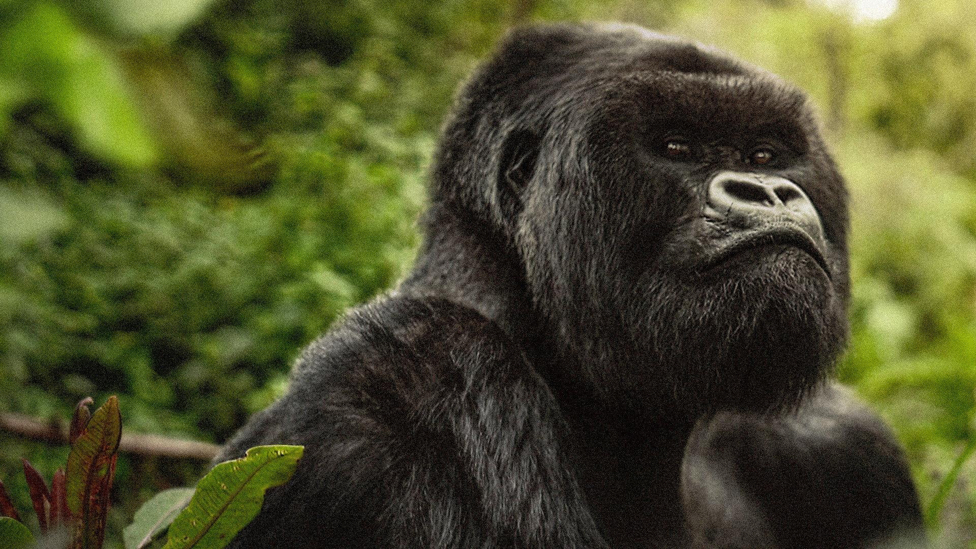 David Attenborough: Opowieść o gorylach