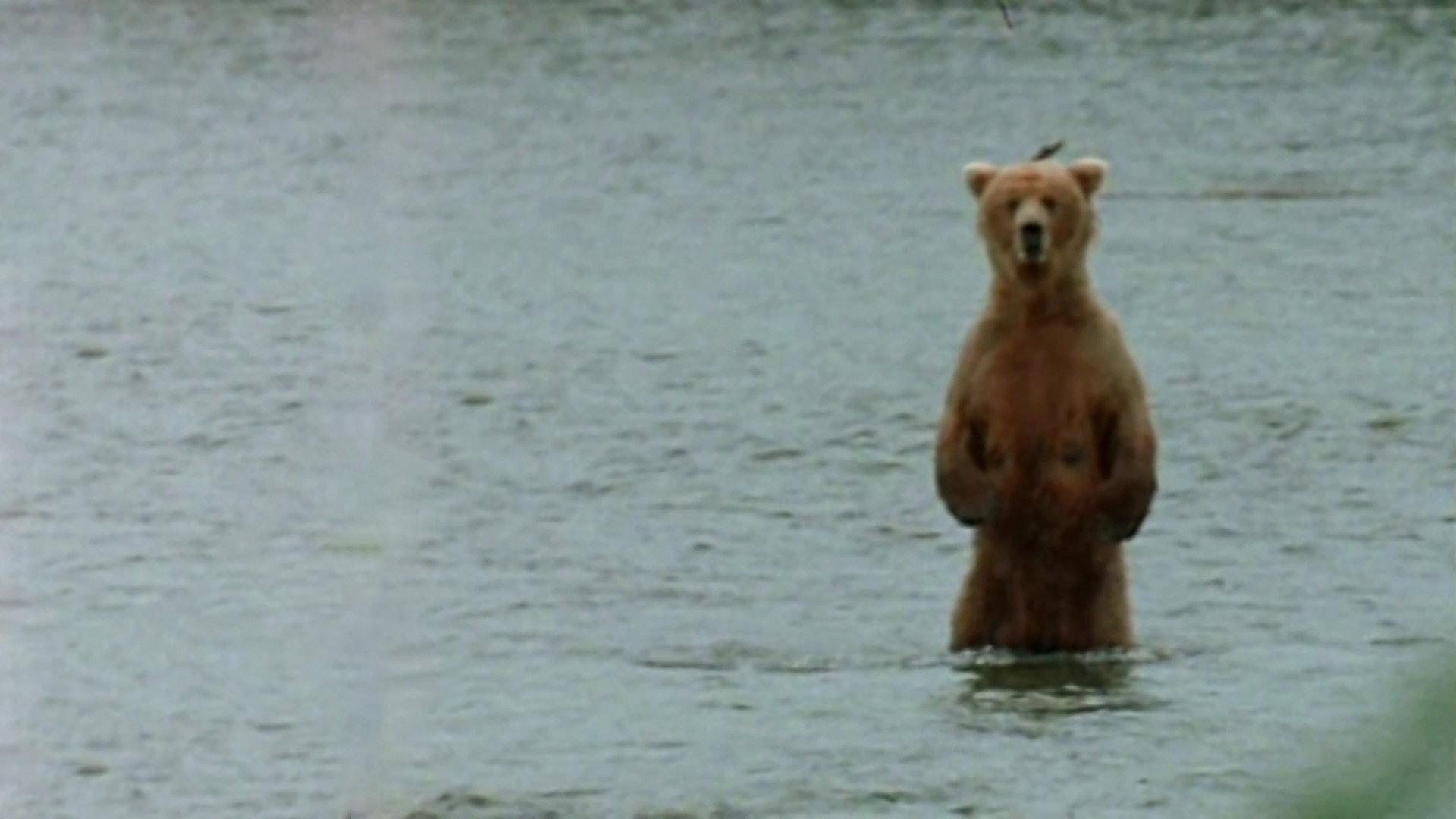 Bear Wars