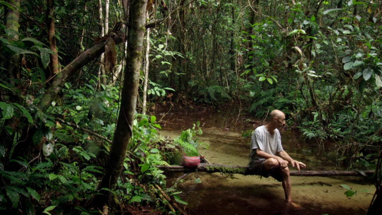 Song from the Forest