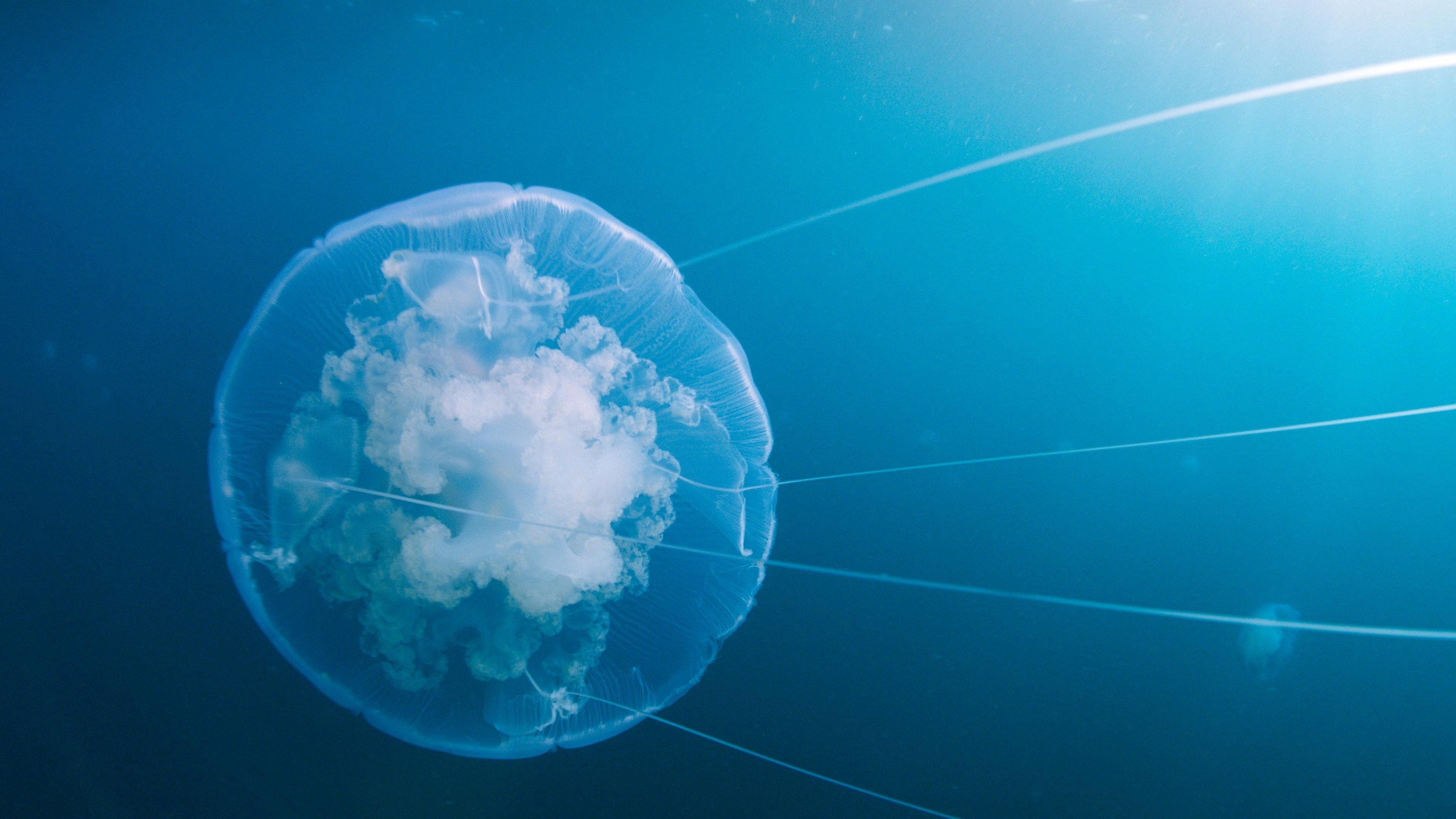 Voyage of Time: Life's Journey