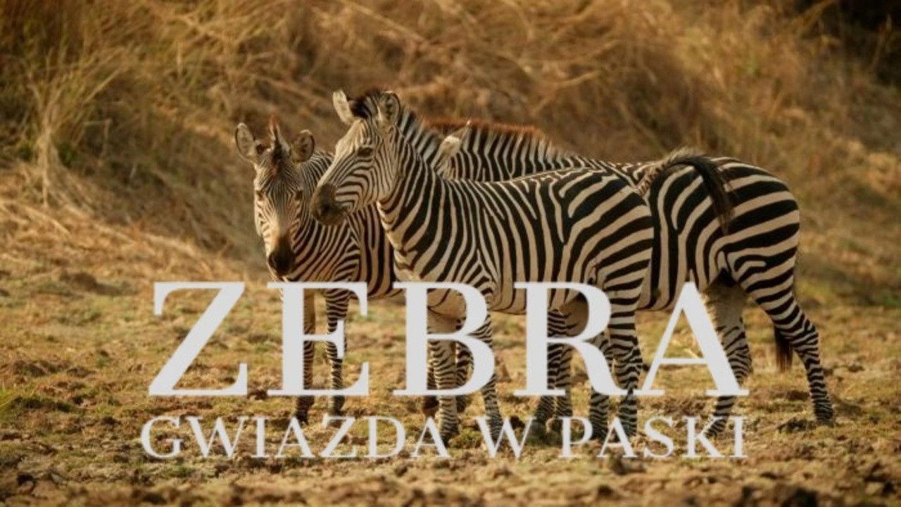 Zebra. Gwiazda w paski