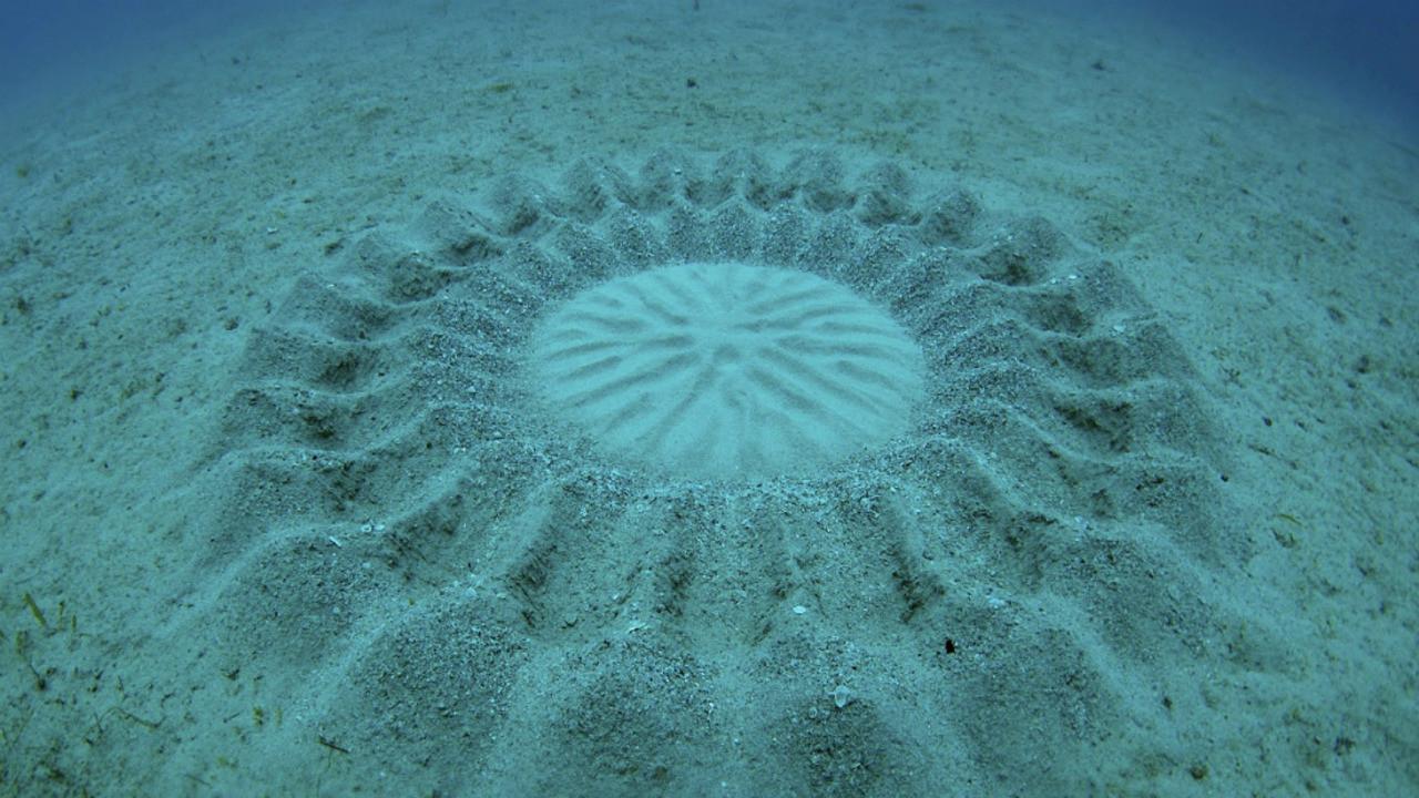 Cap Corse zagadkowe kręgi na dnie