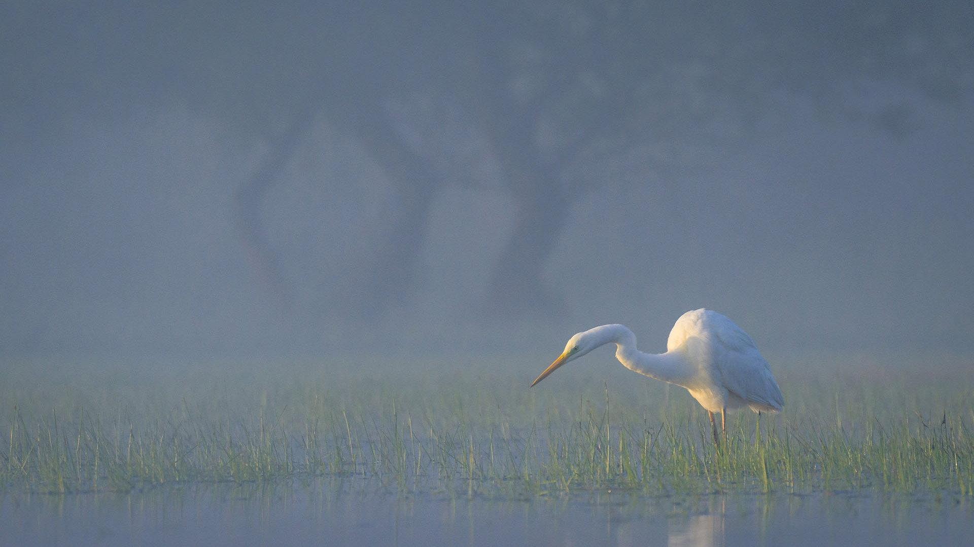 Delta Sălbatică