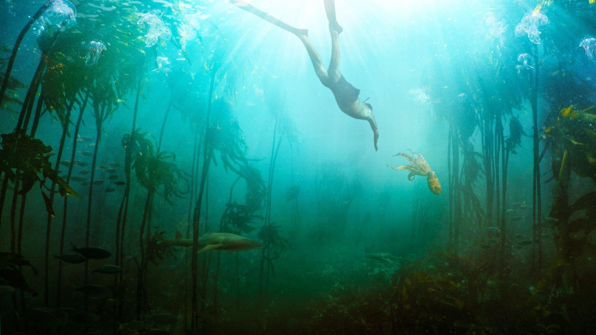 Czego nauczyła mnie ośmiornica