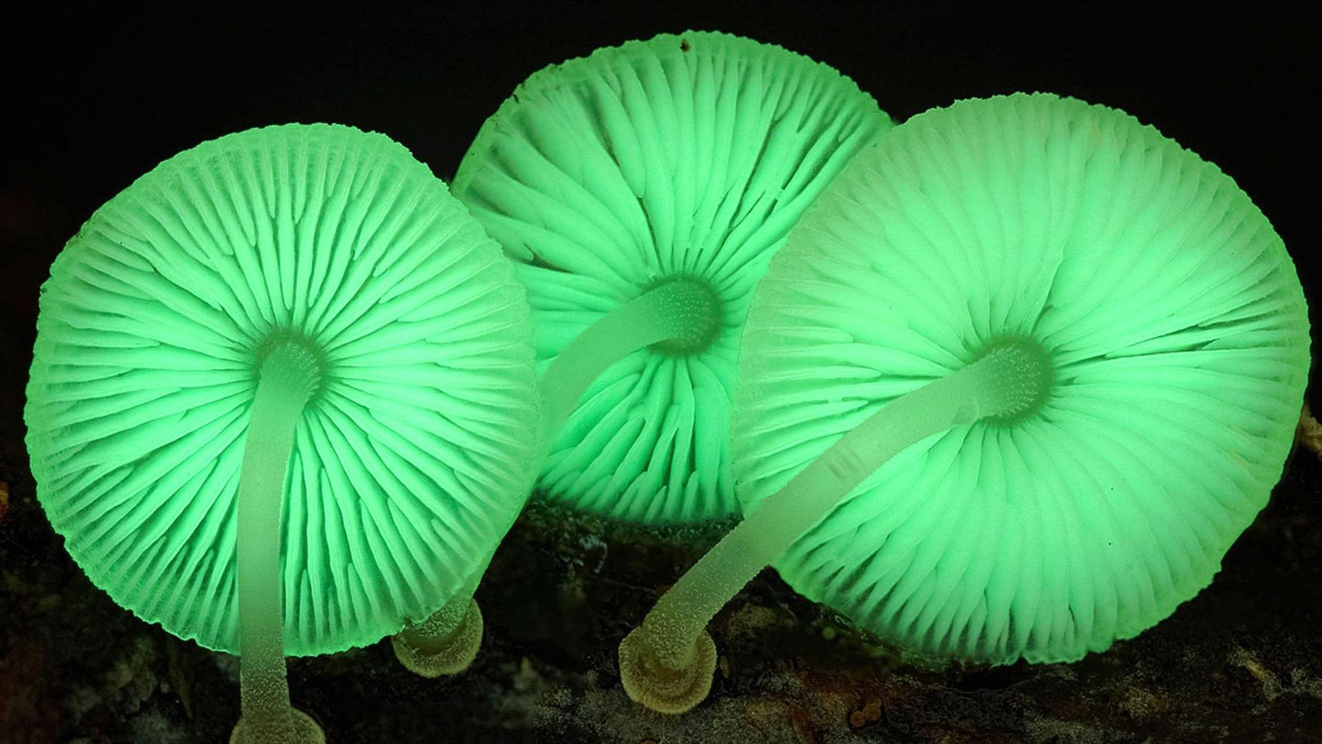 Królestwo. Jak grzyby stworzyły nasz świat