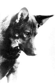 Rin-Tin-Tin