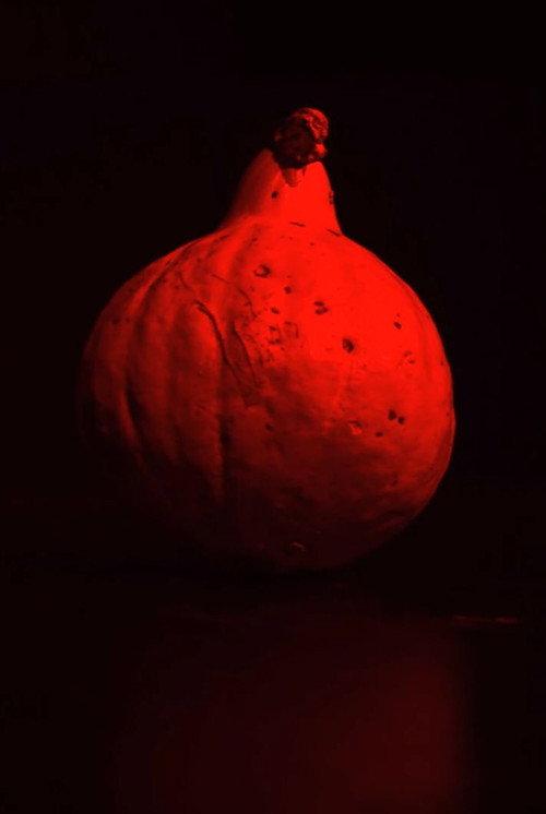 The Pumpkin Movie