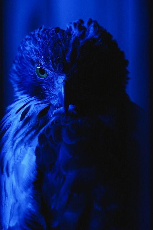 鷹(たか)を継ぐもの