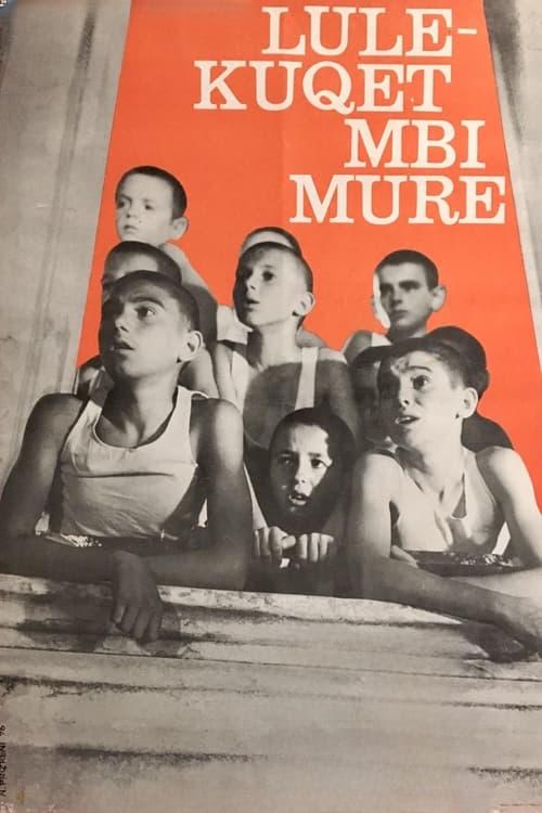 Czerwone maki na murze