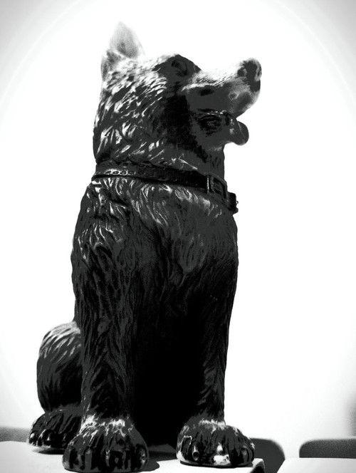 سگ کوچه سرندی